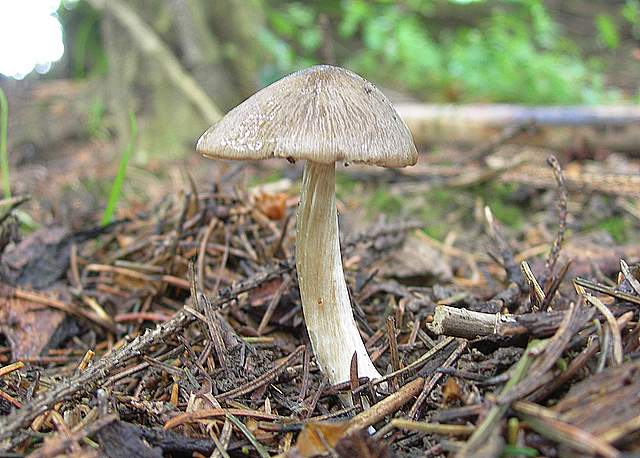 La  Flora  micologica  Alsaziana